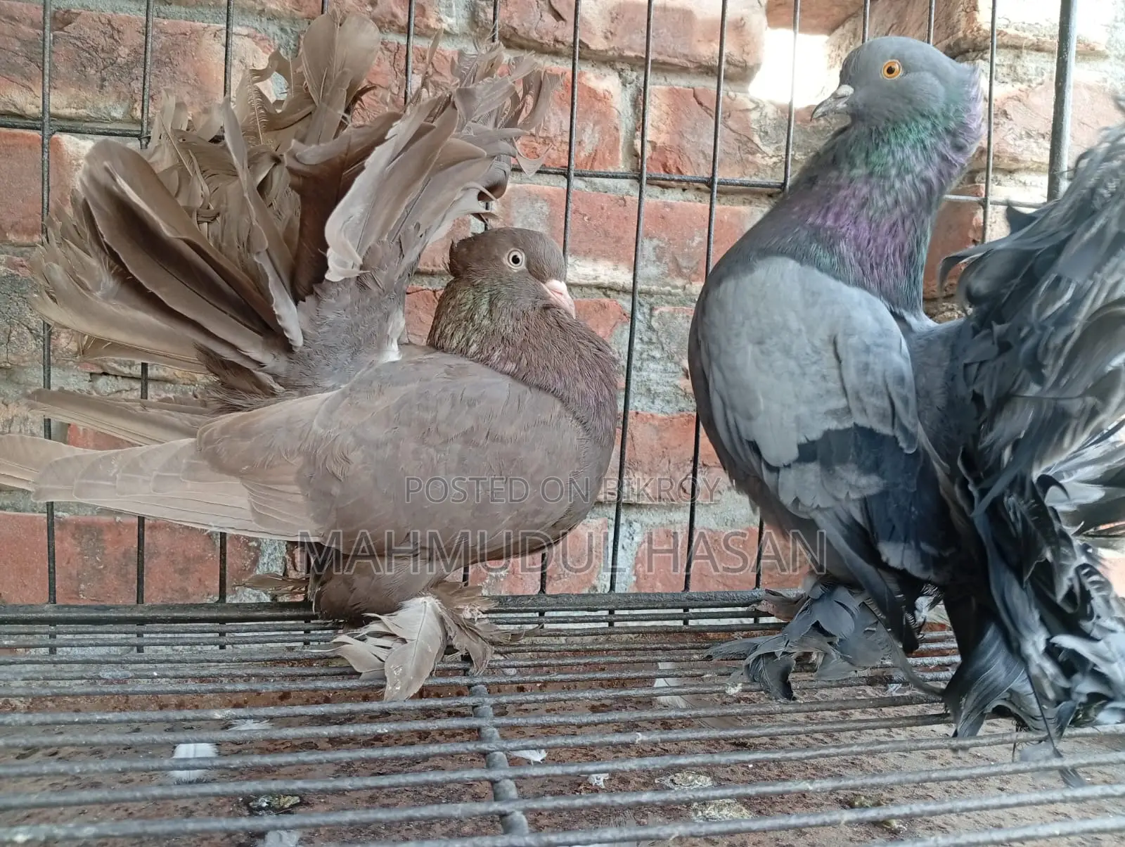 লাক্ষা কবুতর রানিং, বেবী