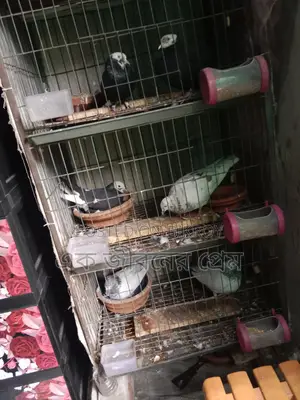 কবুতর ও খাঁচার সহ বিক্রি করা হবে