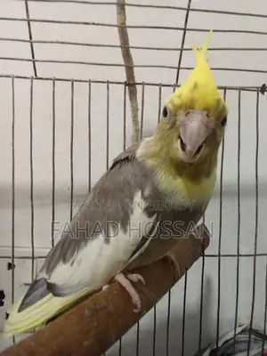 সিনেমন পাল ককাটেল পাখি