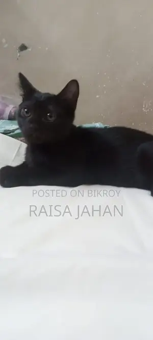 Mixed Breed Female Kitten