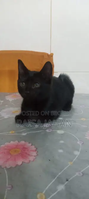 Mixed Breed Female Kitten