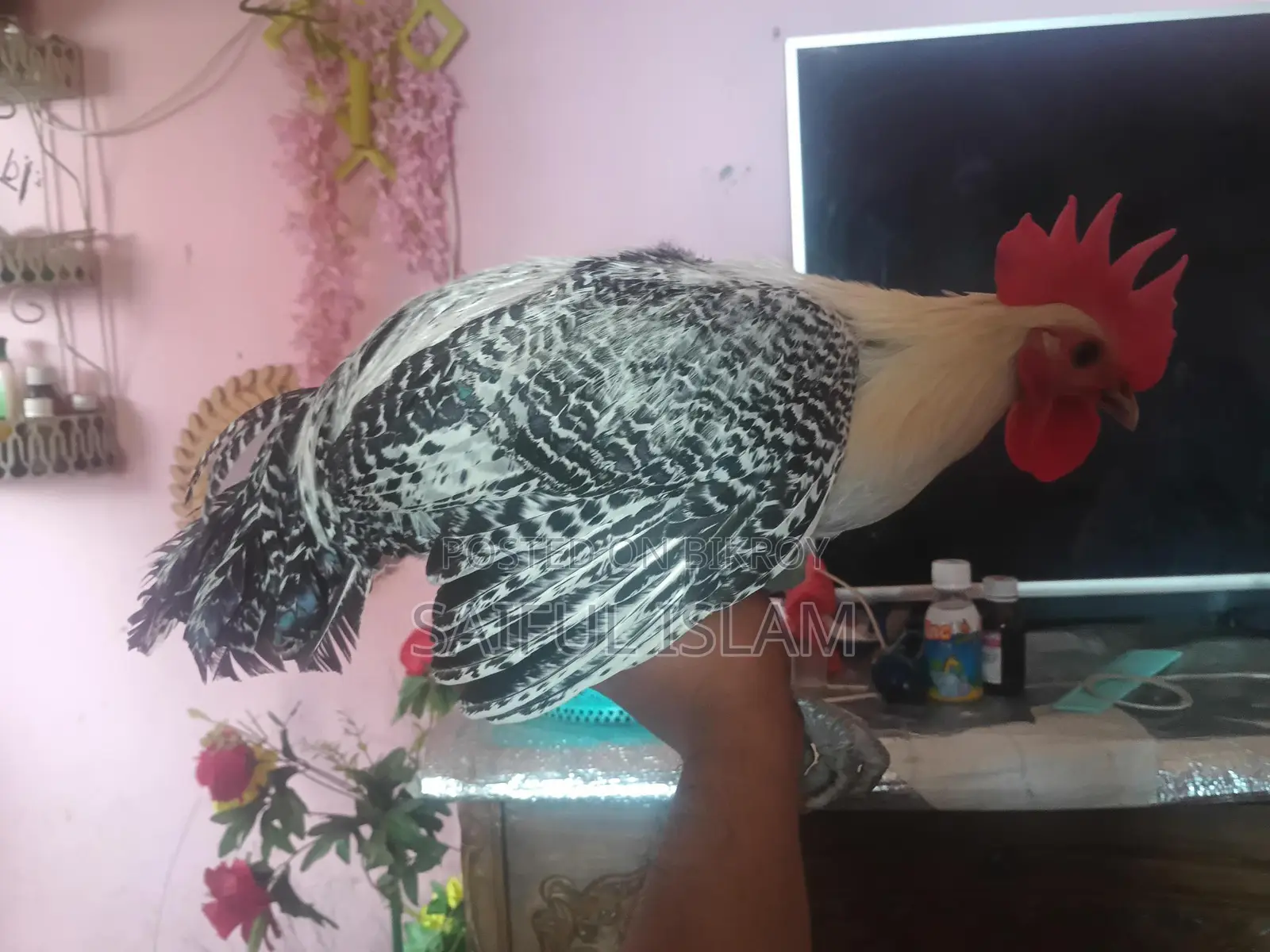মিশ‌রি ফাও‌মি মোড়গ বিক্রি করা হ‌বে