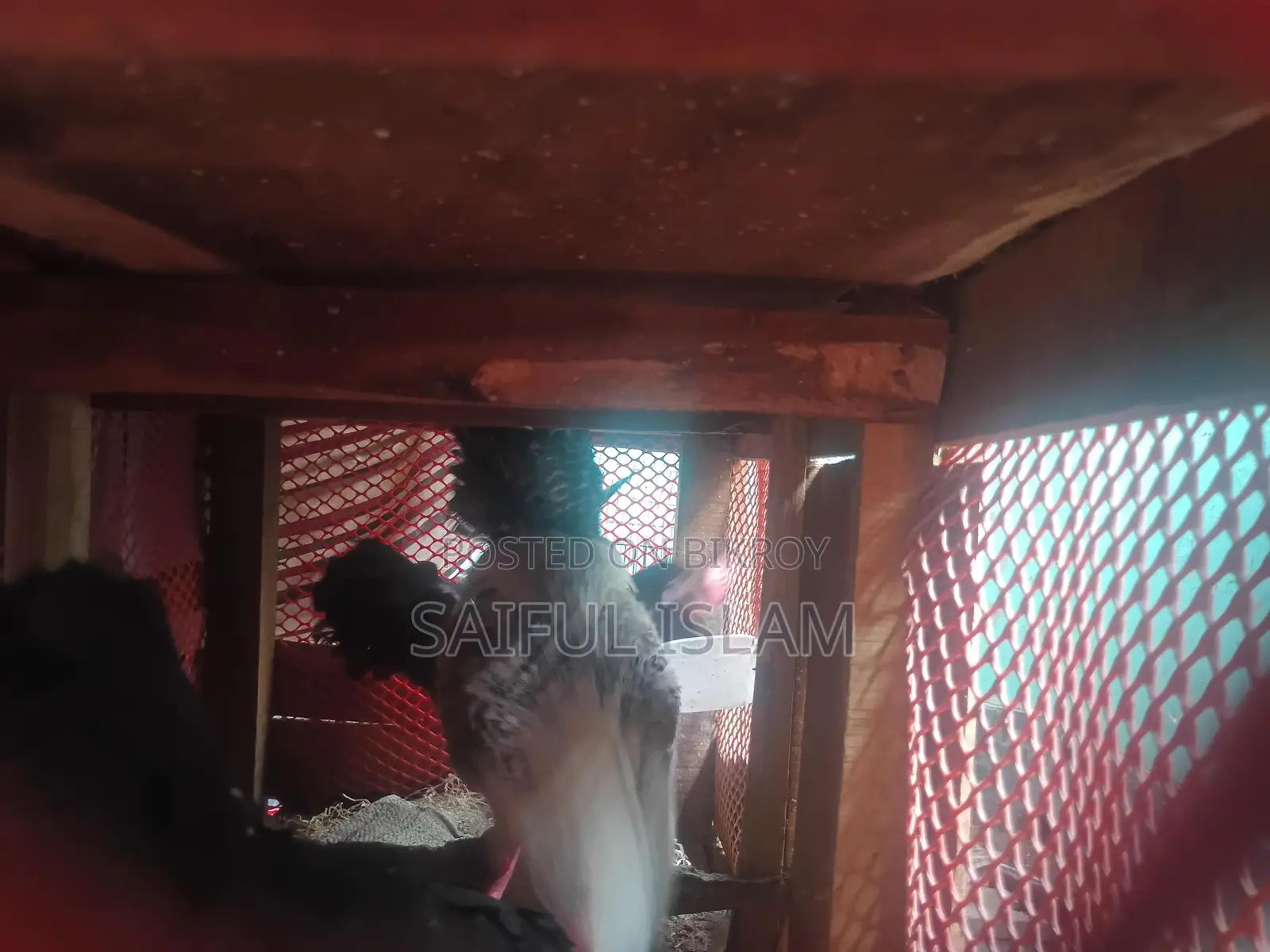 মিশ‌রি ফাও‌মি মোড়গ বিক্রি করা হ‌বে