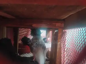 মিশ‌রি ফাও‌মি মোড়গ বিক্রি করা হ‌বে