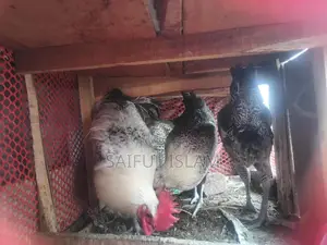 মিশ‌রি ফাও‌মি মোড়গ বিক্রি করা হ‌বে