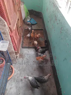 মিশ‌রি ফাও‌মি মোড়গ বিক্রি করা হ‌বে