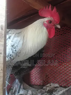 মিশ‌রি ফাও‌মি মোড়গ বিক্রি করা হ‌বে