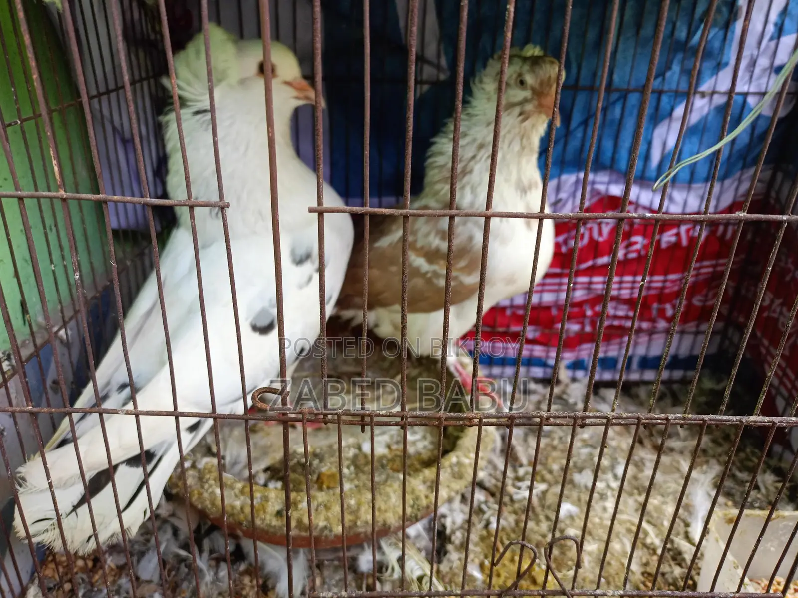 কবুতর বিক্রি করবো