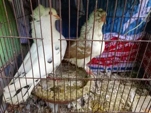 কবুতর বিক্রি করবো