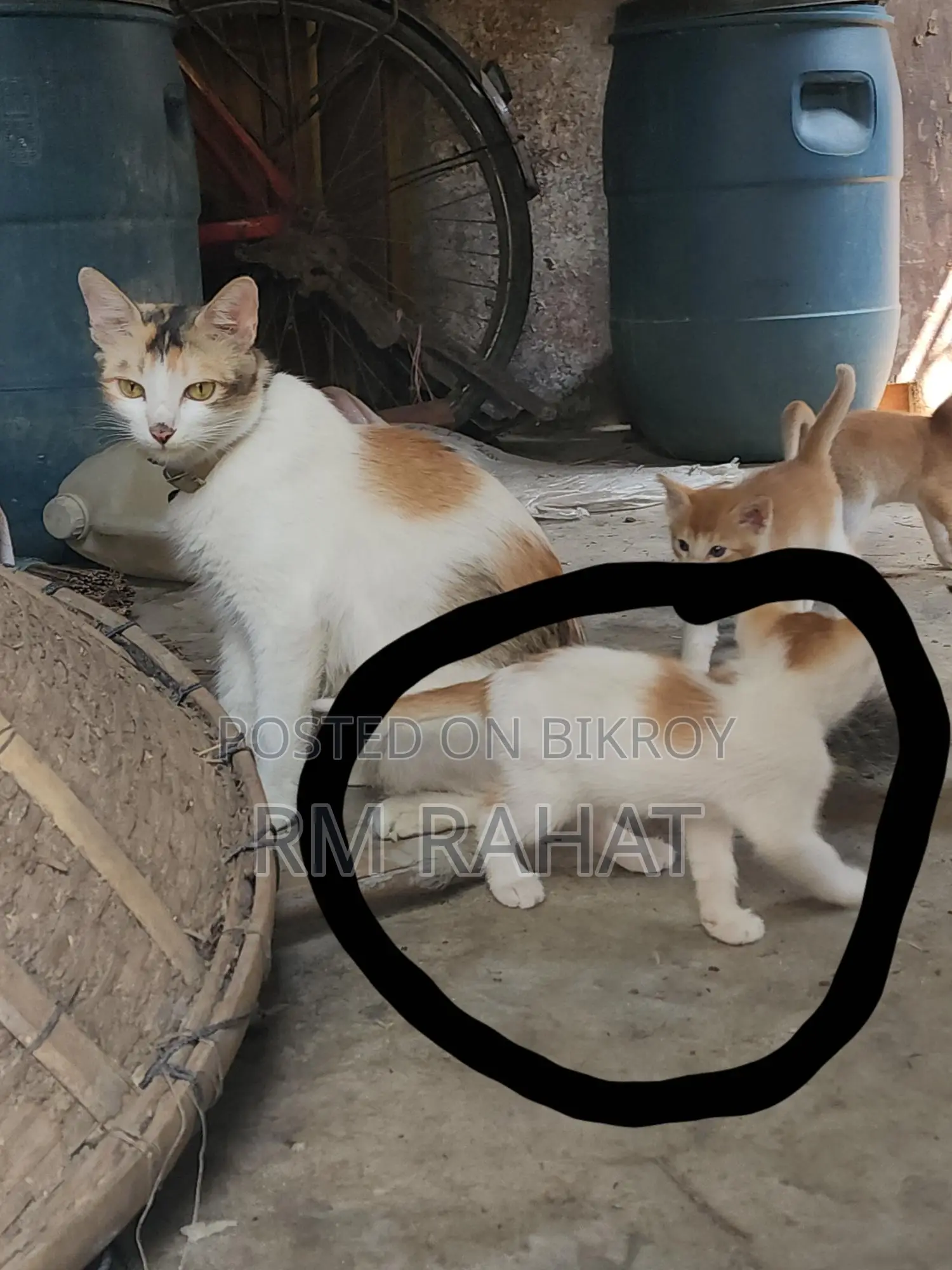 ফ্রি বিড়াল