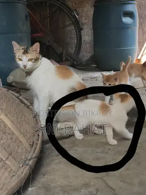 ফ্রি বিড়াল