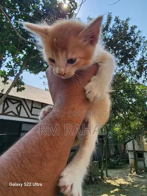 ফ্রি বিড়াল