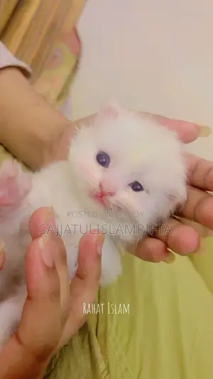 Persian cat