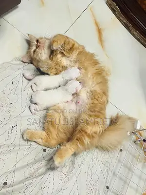 Persian cat
