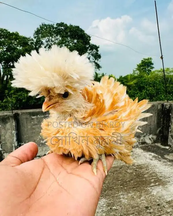 Fancy Chicken Chicks for Sale