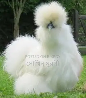 Fancy Chicken Chicks for Sale