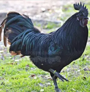 Fancy Chicken Chicks for Sale