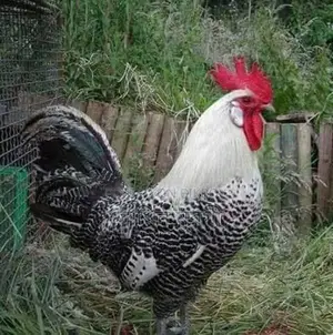 Fancy Chicken Chicks for Sale