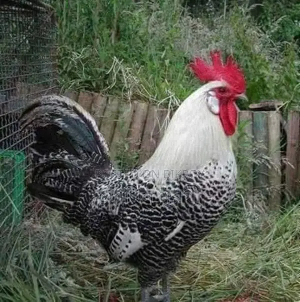 Fancy Chicken Chicks for Sale