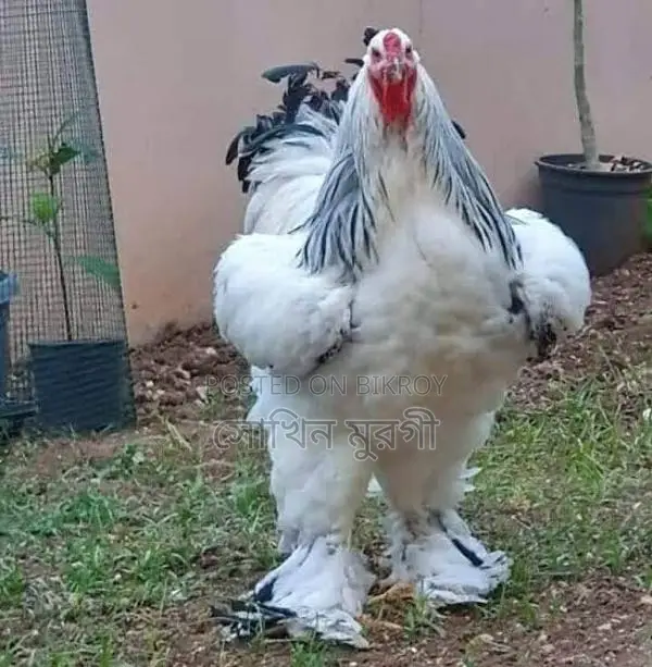 Fancy Chicken Chicks for Sale