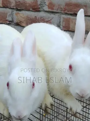 A pair of rabbits with one baby for sale