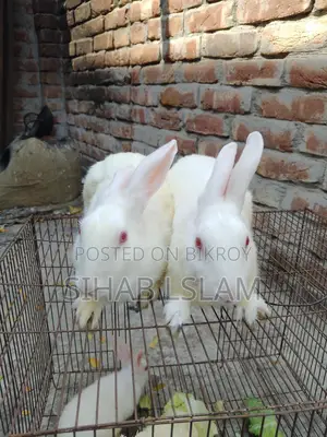 A pair of rabbits with one baby for sale