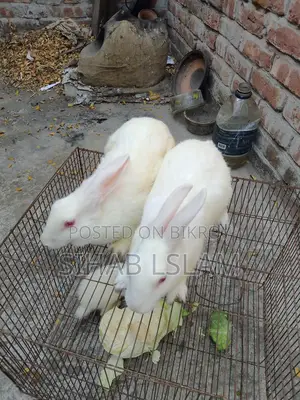 A pair of rabbits with one baby for sale