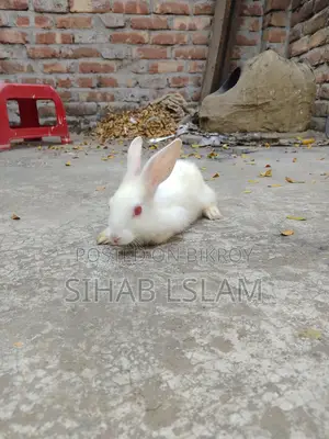 A pair of rabbits with one baby for sale