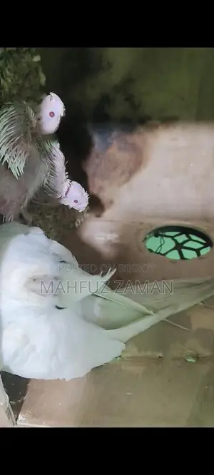 ককাটেল ব্রিডিং পেয়ার বাচ্চা সহ