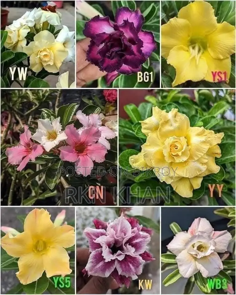 Adenium Plants