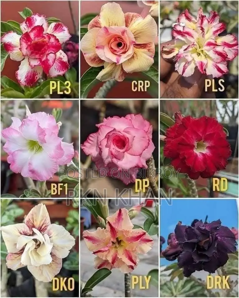 Adenium Plants