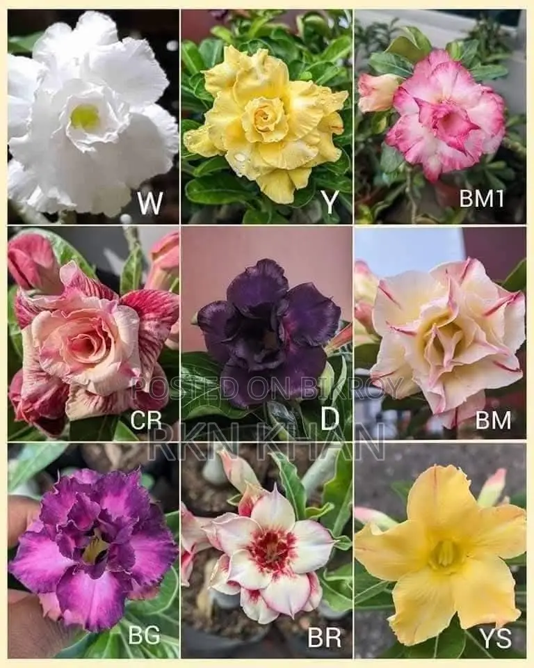 Adenium Plants
