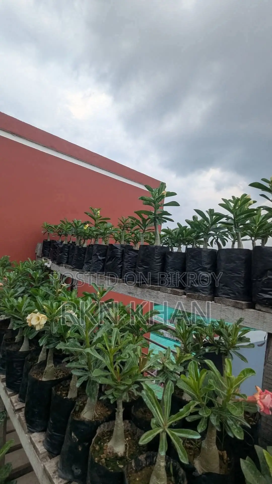 Adenium Plants