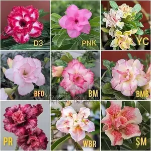 Adenium Plants