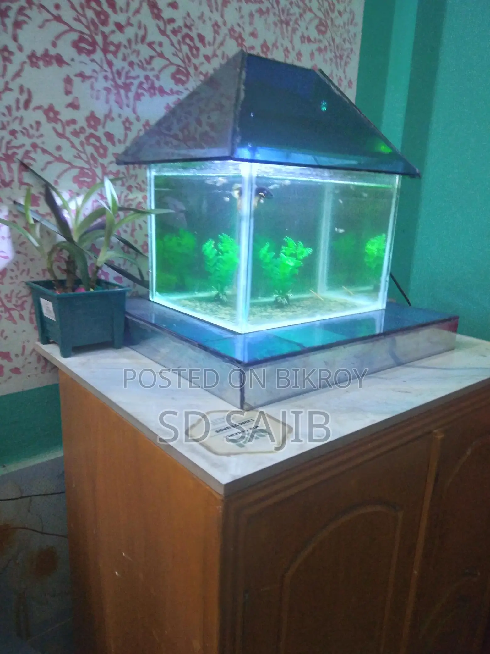 ৬ মিমি গ্লাস অ্যাকুরিয়াম
