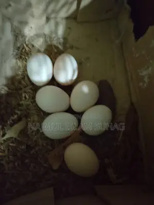 Serema egg
