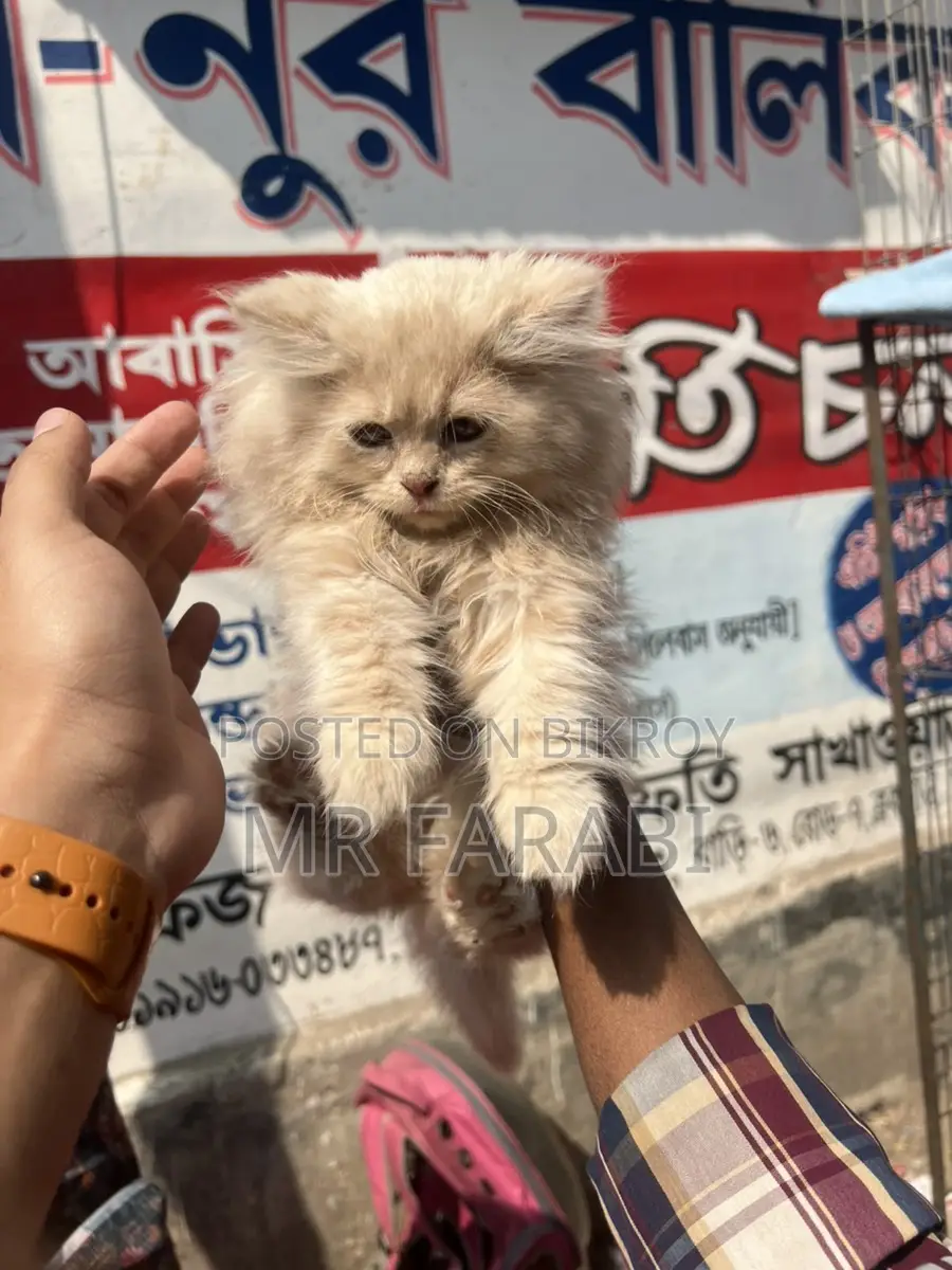 পাশিয়াল বিড়াল, ভ্যাক্সিন দেওয়া আছে