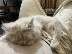 পাশিয়াল বিড়াল, ভ্যাক্সিন দেওয়া আছে