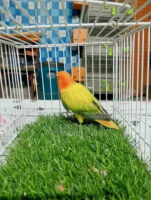 Love Bird