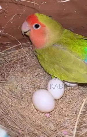 Love Bird