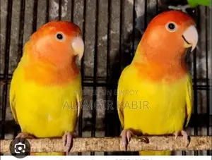Love Bird