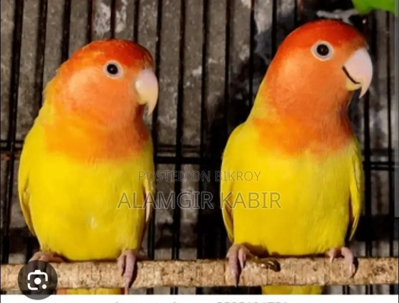 Love Bird