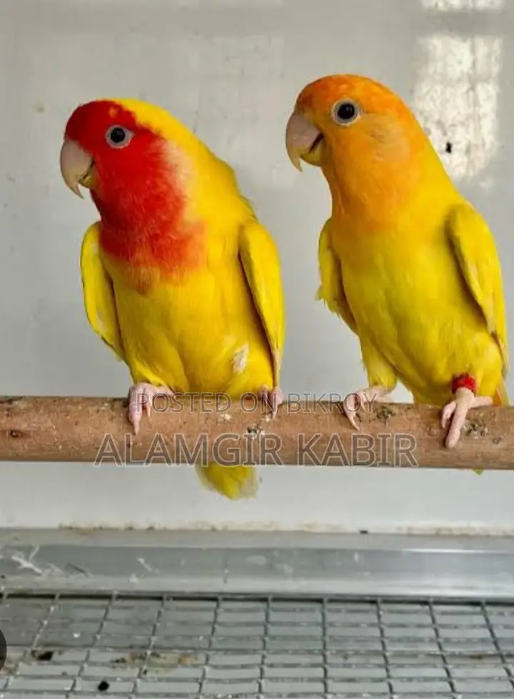 Love Bird