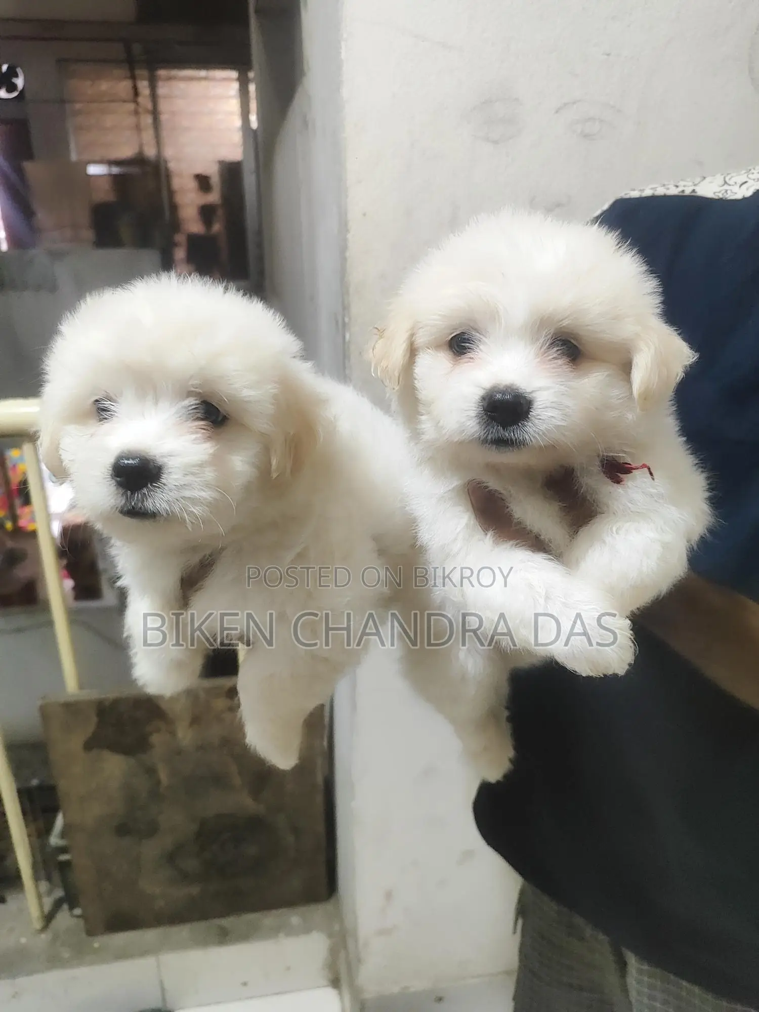 Lhasa Apso