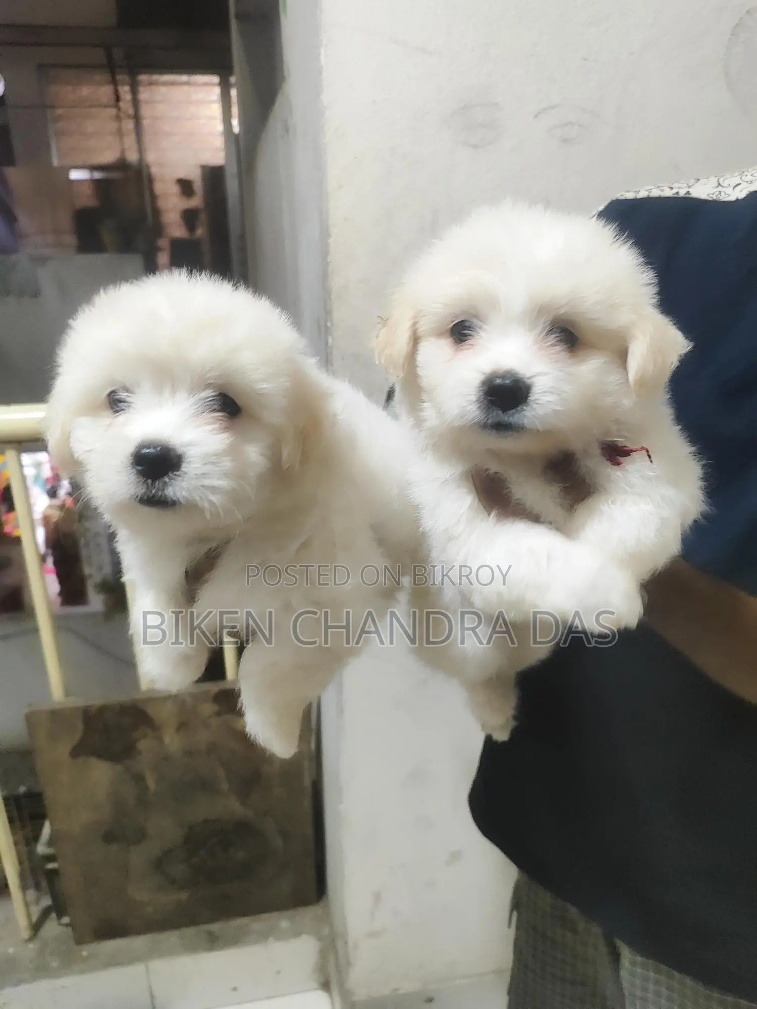 Lhasa Apso