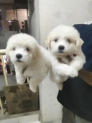 Lhasa Apso