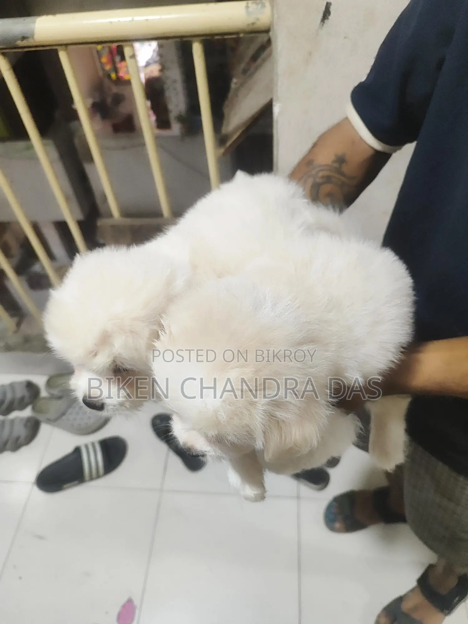 Lhasa Apso