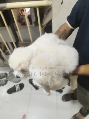 Lhasa Apso