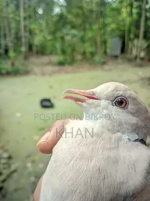 Male Dove for Sale