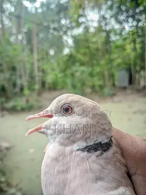 Male Dove for Sale